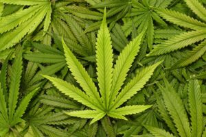 Is Weed Addictive? Marijuana Facts, Symptoms and Treatments
